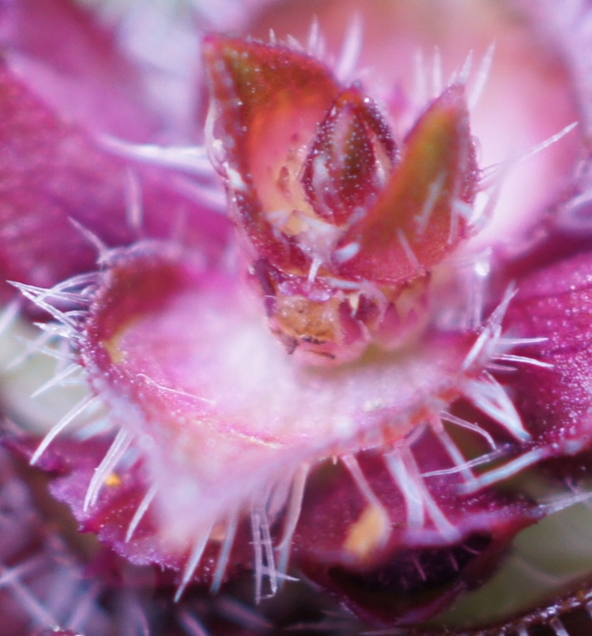 purple flowers macro