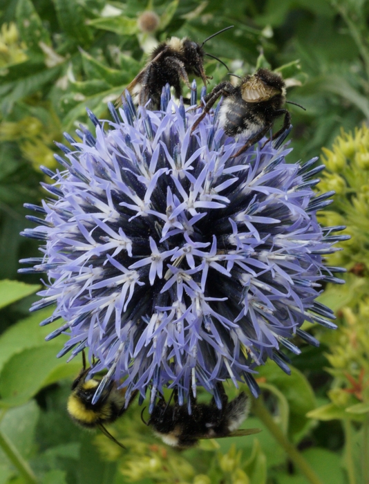 bees on blue ball
