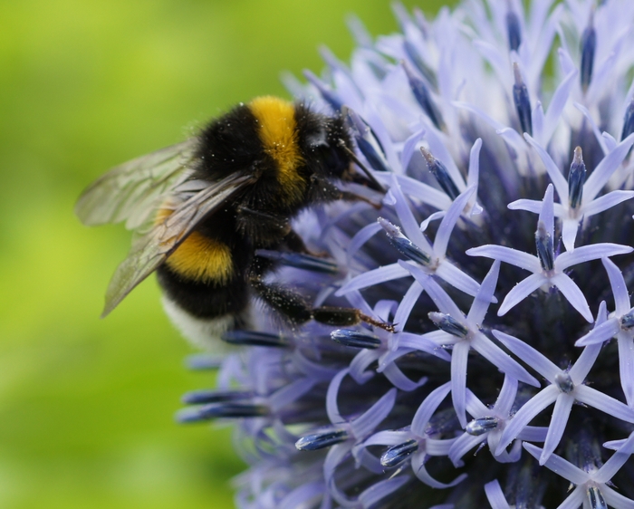 bumblebee on blue ball