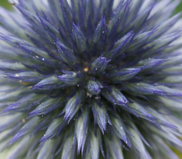 blue ball macro