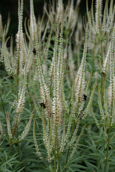 bees white columns