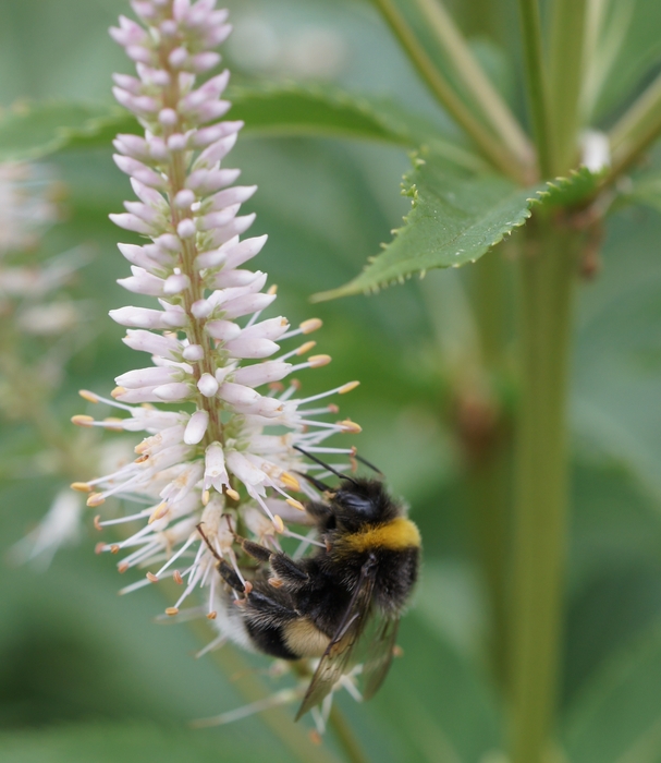 bees white columns