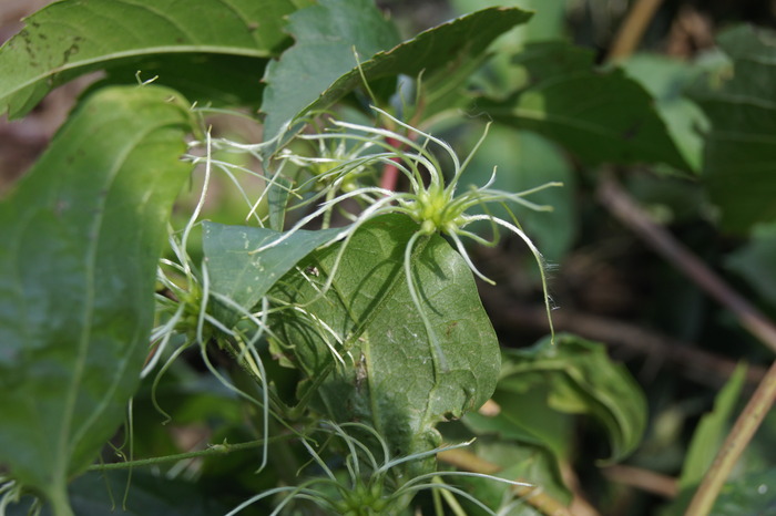 alien weed