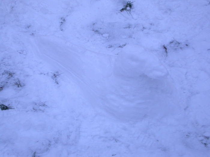 snow duck