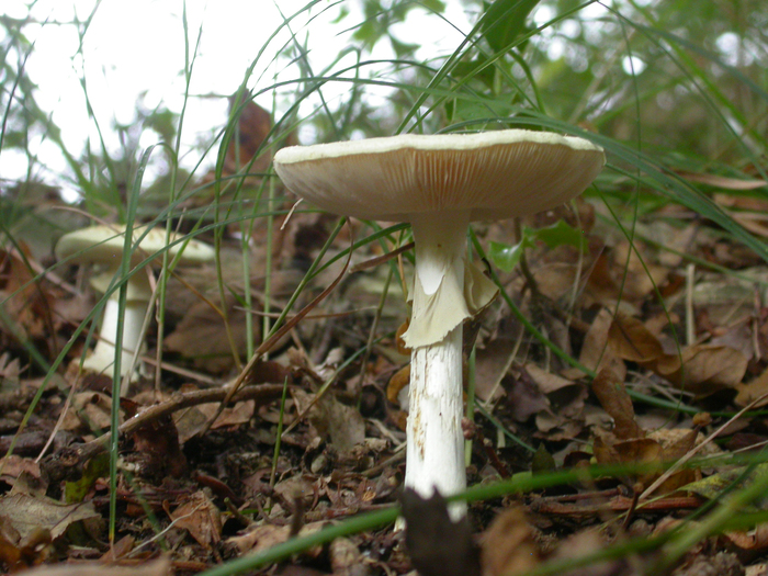 Amanita sp.