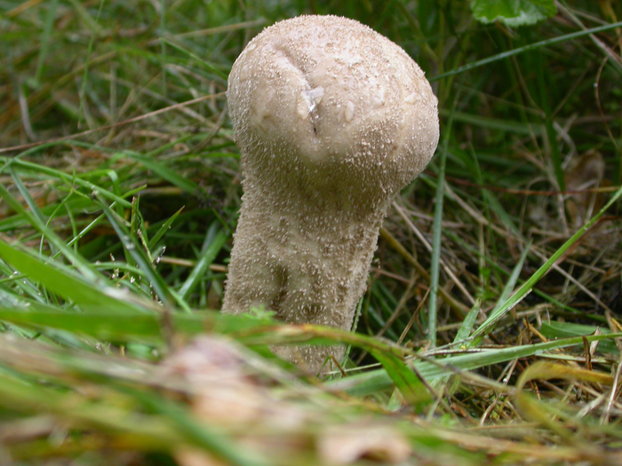 stalked puffball Lycoperdon