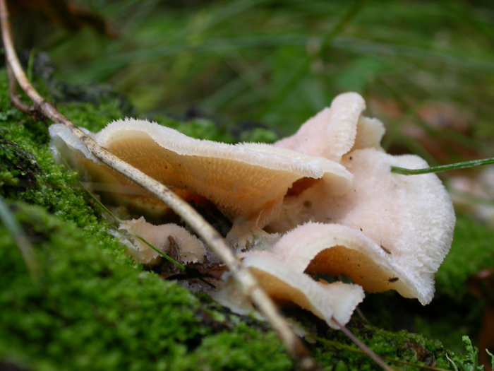 soft polypore