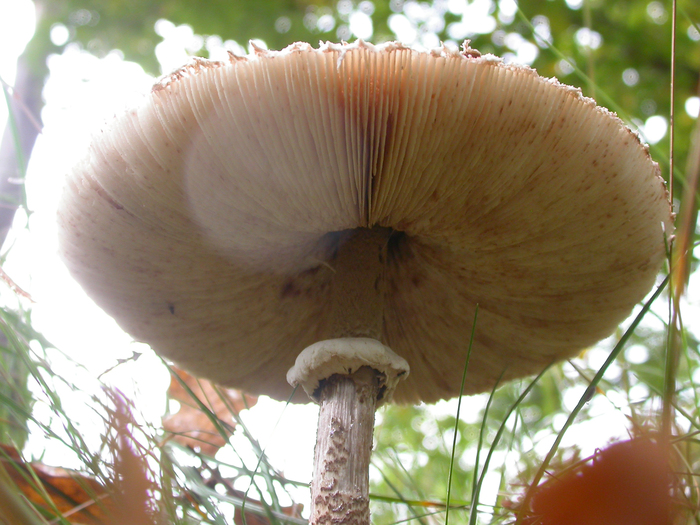 macrolepiota procera veil