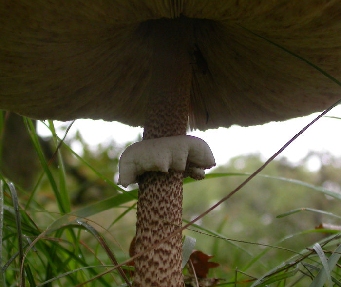 macrolepiota procera veil