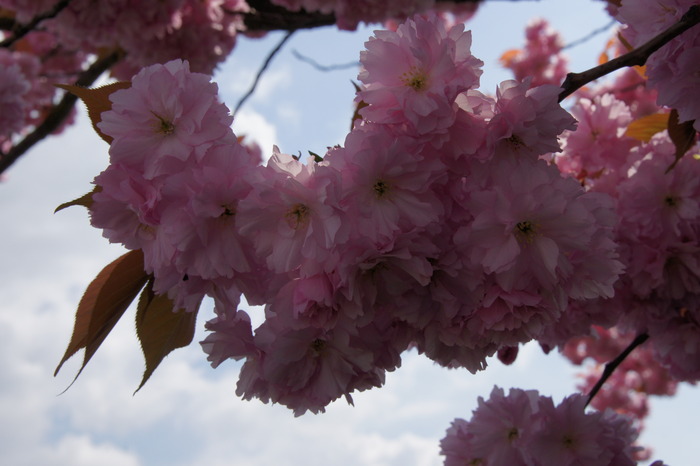 flowering cherry