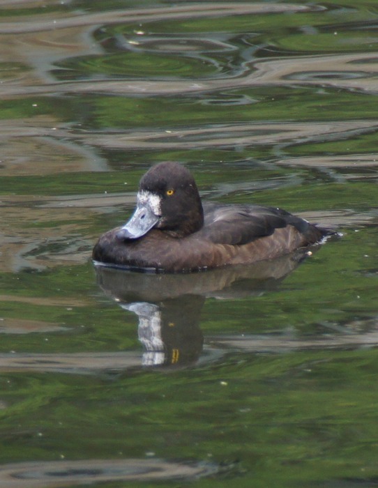 female scaup