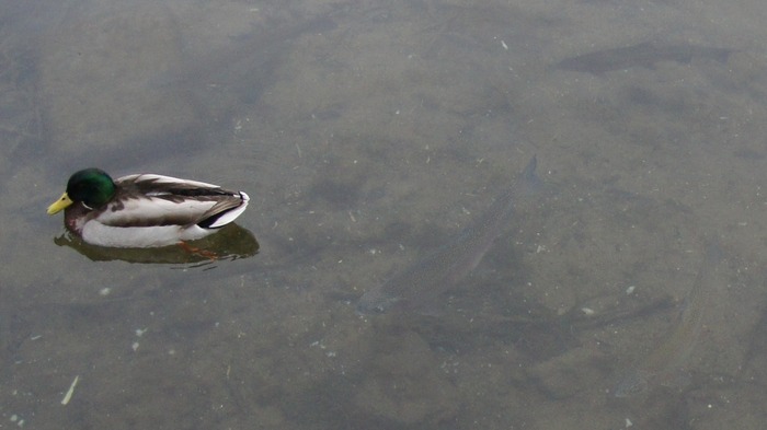 trout and mallard