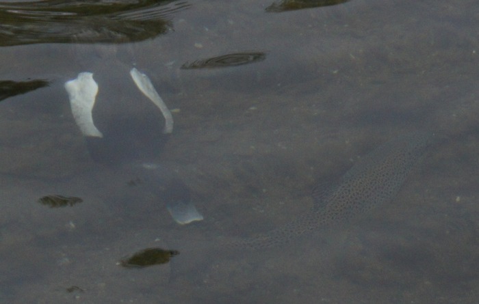 male scaup diving with trout