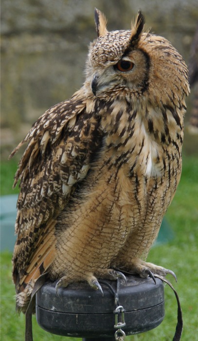 Bubo bengalensis