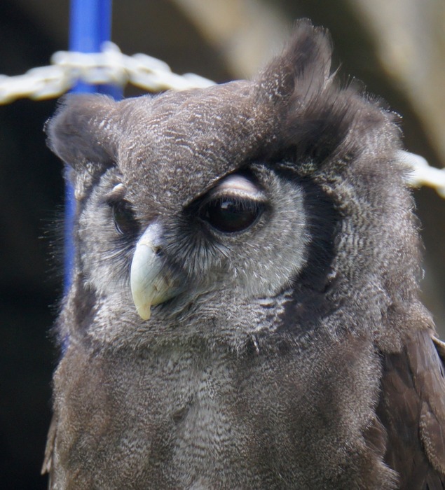 Bubo lacteus