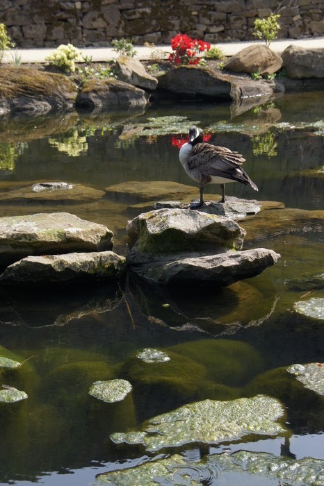 Canada goose