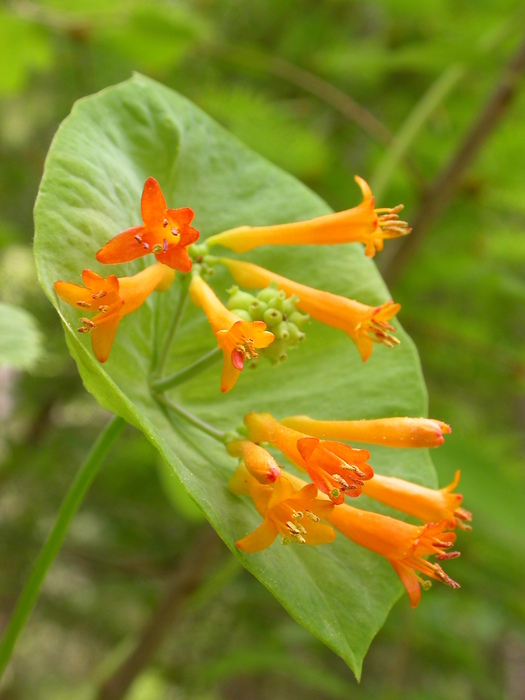 western trumpet honeysuckle