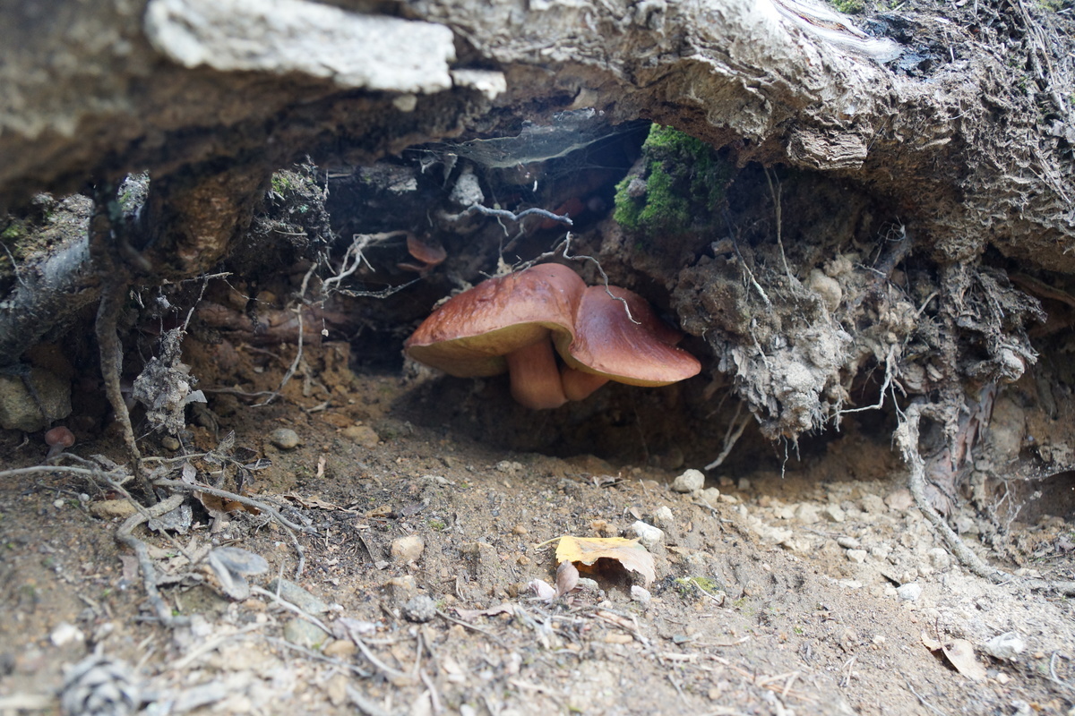 red boletes