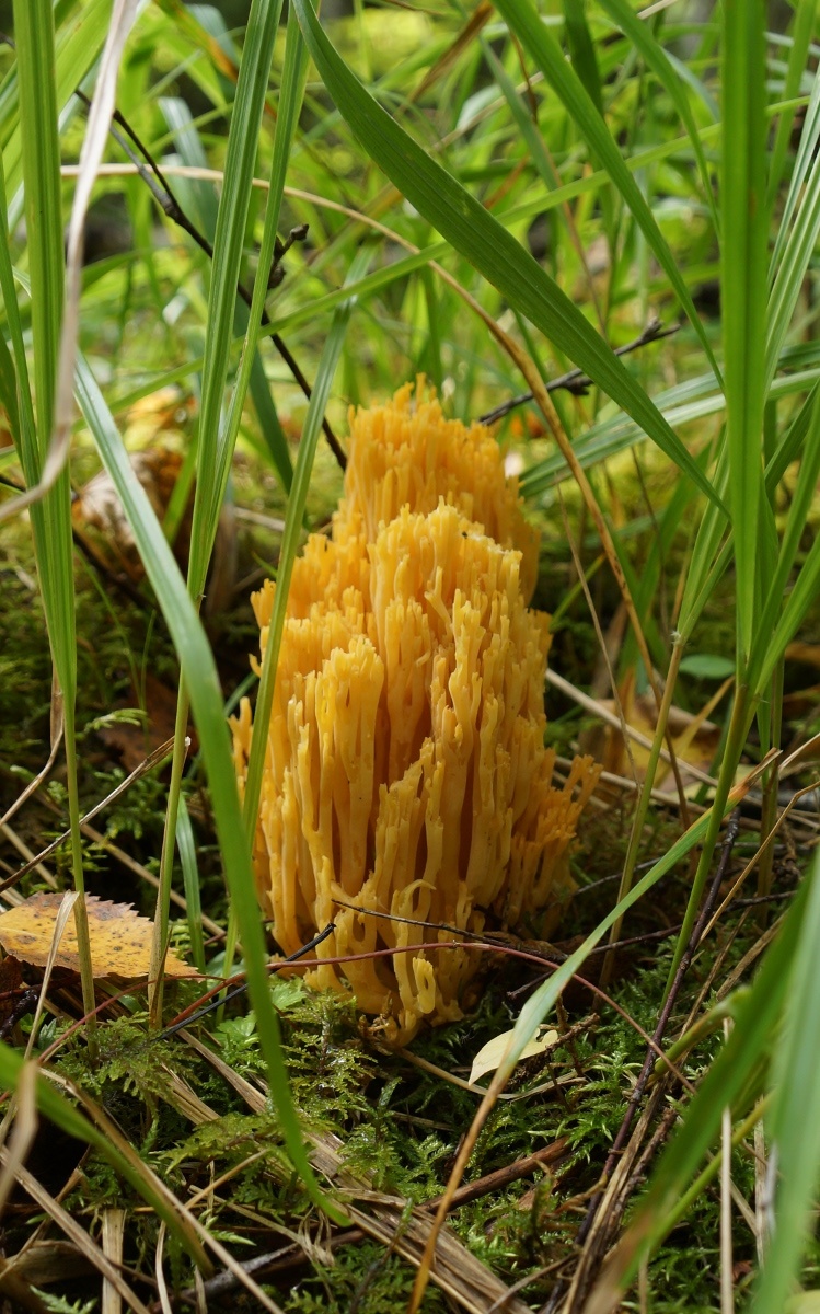 coral fungus