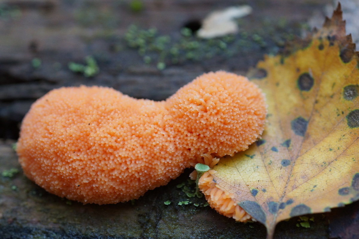 orange slime mold
