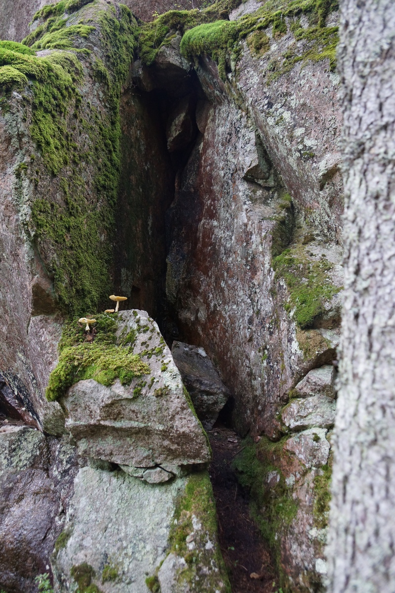 Amanita on the rocks