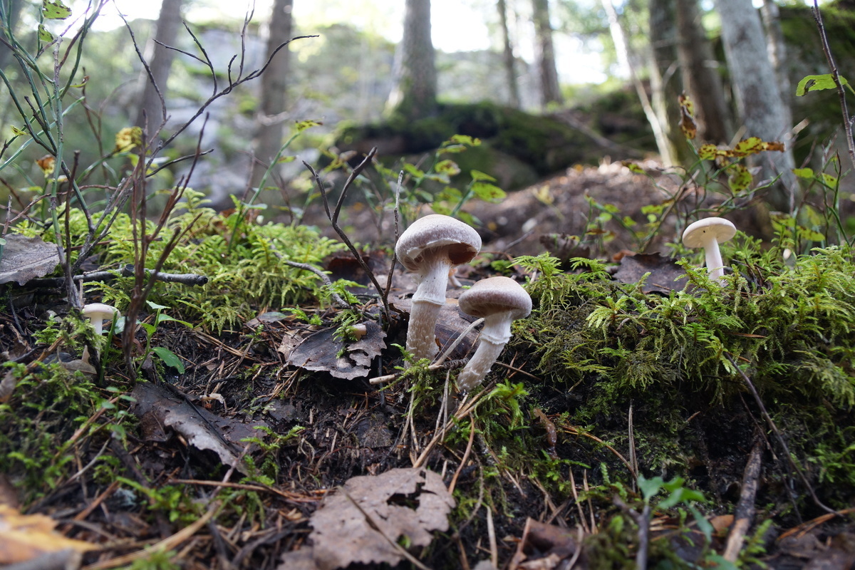 Cortinarius