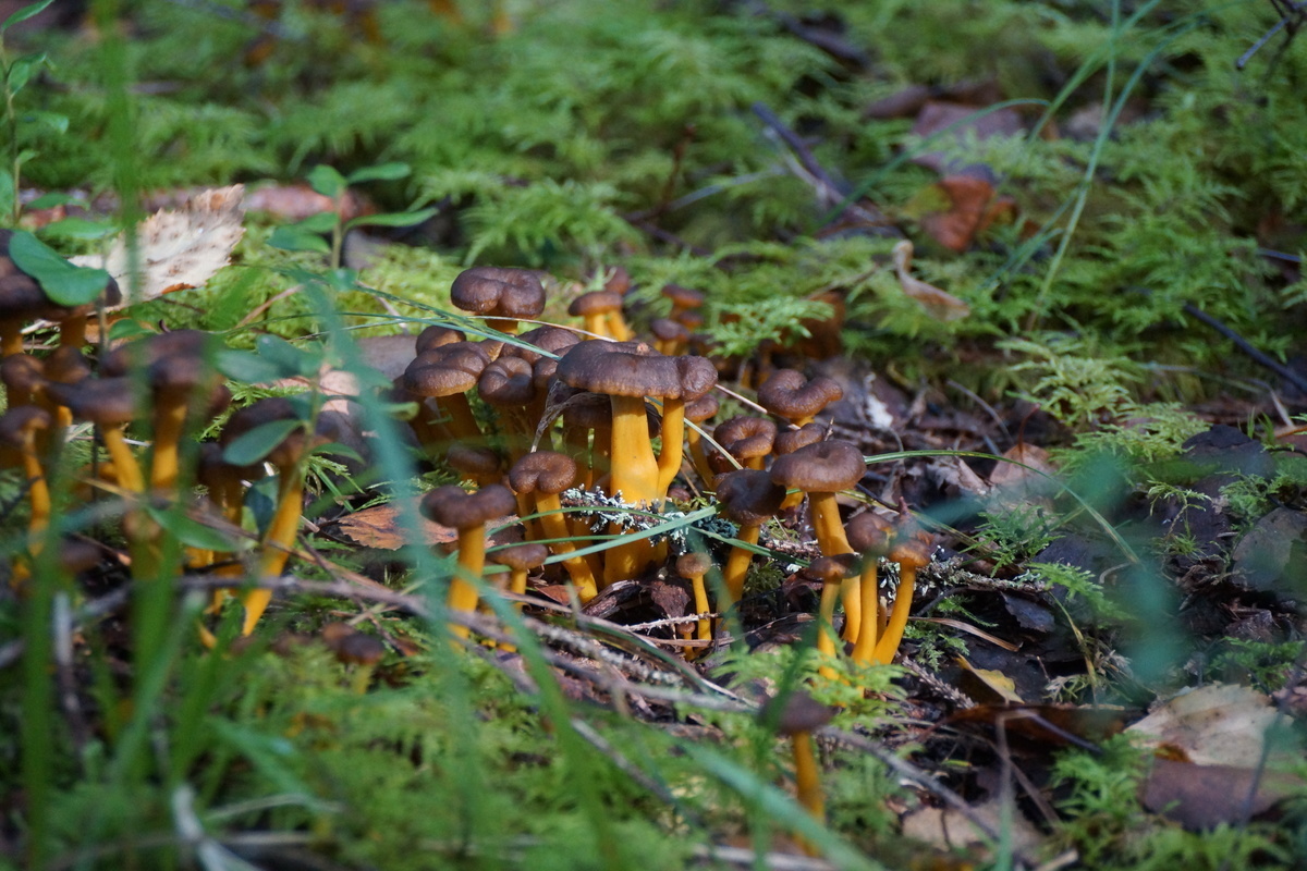 Craterellus tubaeformis