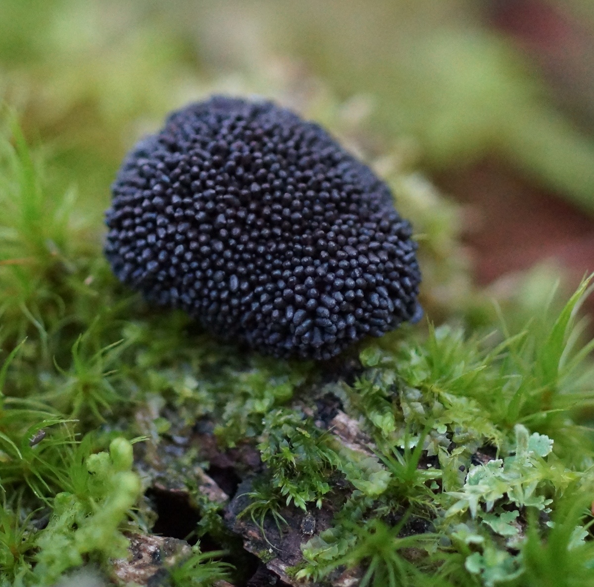 slime mold