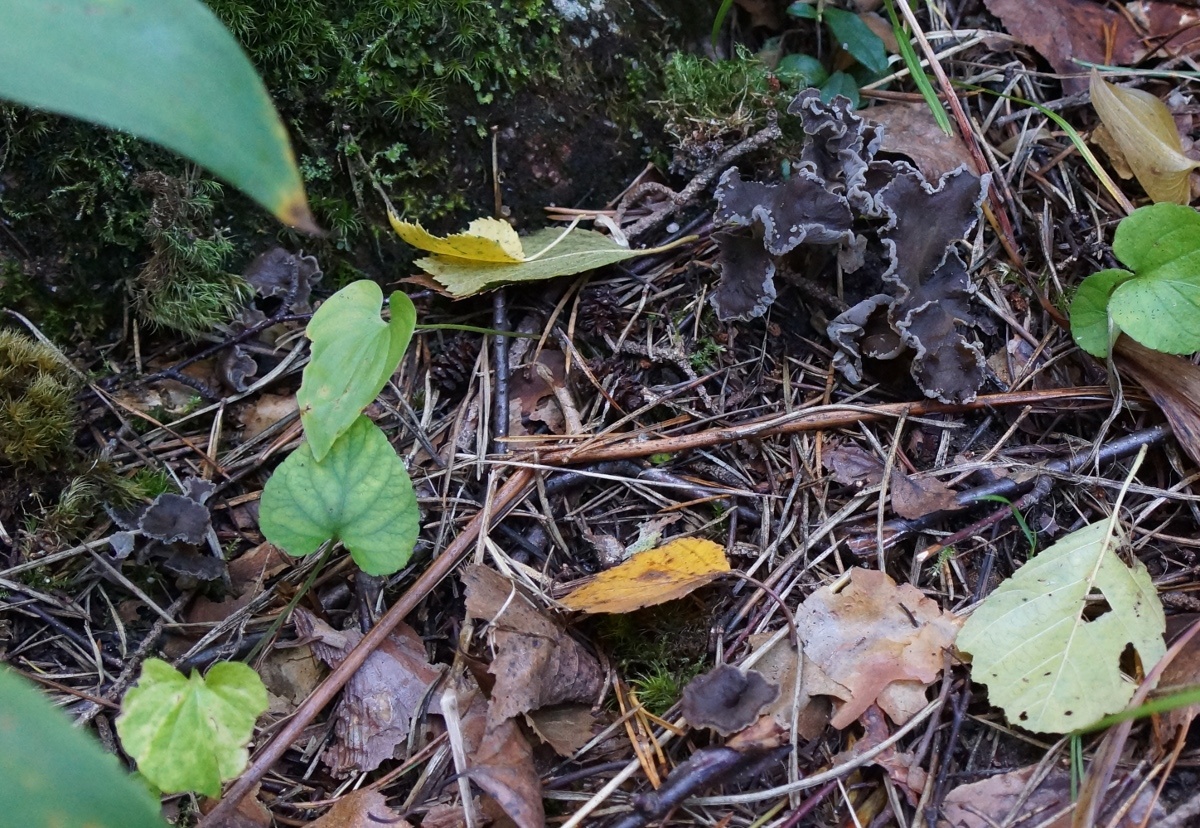 Craterellus sp