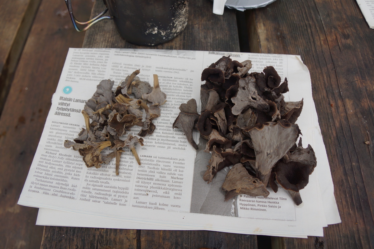 two species black chanterelle