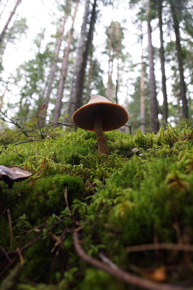 Cortinarius sp.