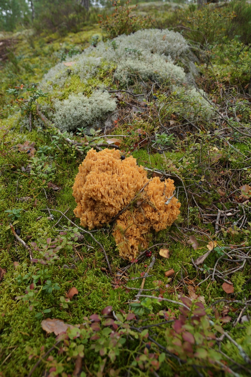 coral fungus