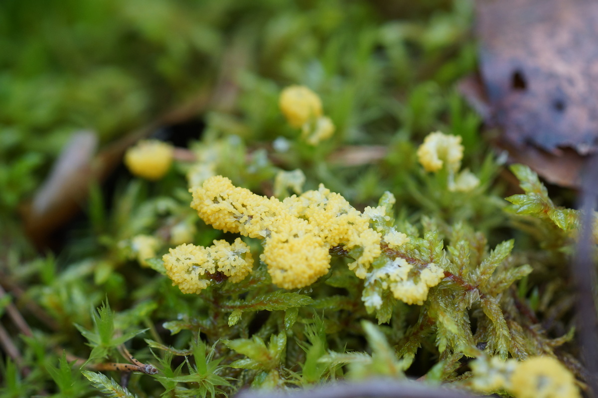 slime mold