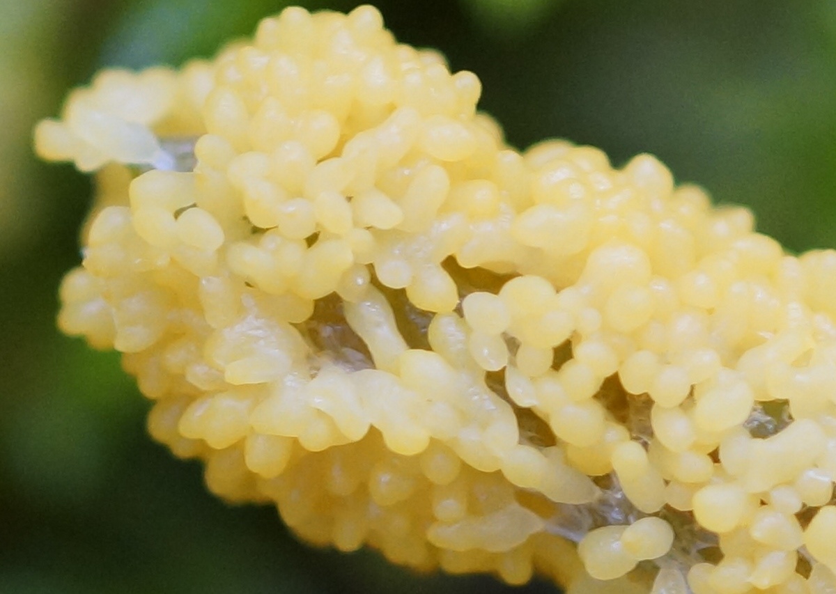 yellow slime mold