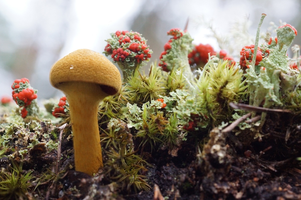 Cortinarius and lichens