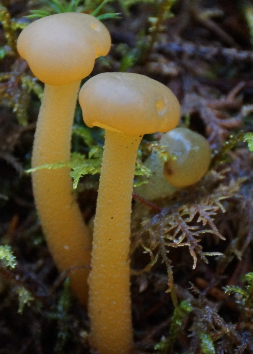 Leotia lubrica