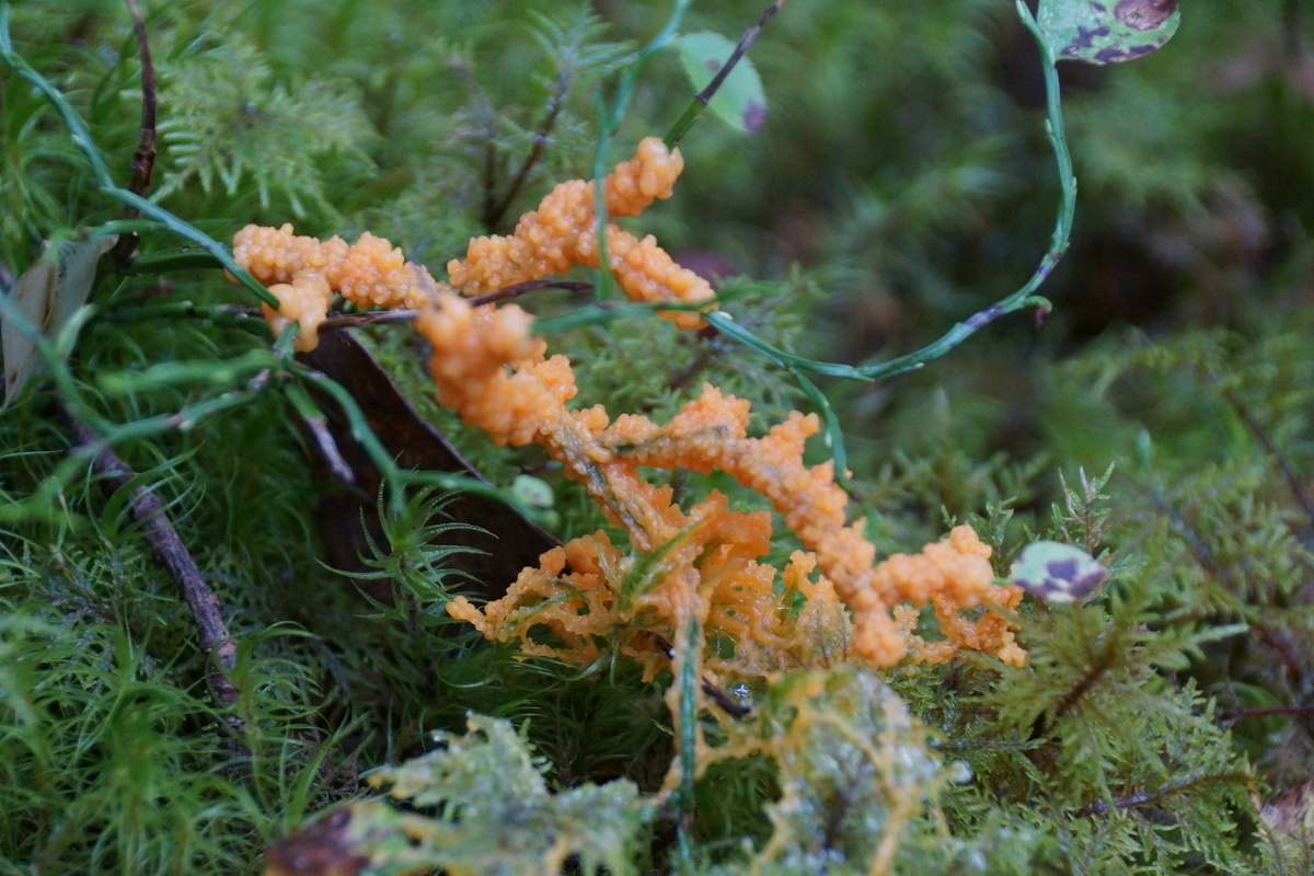 orange slime mold