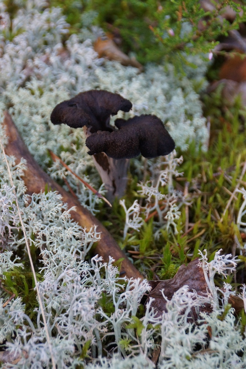 black chanterelles