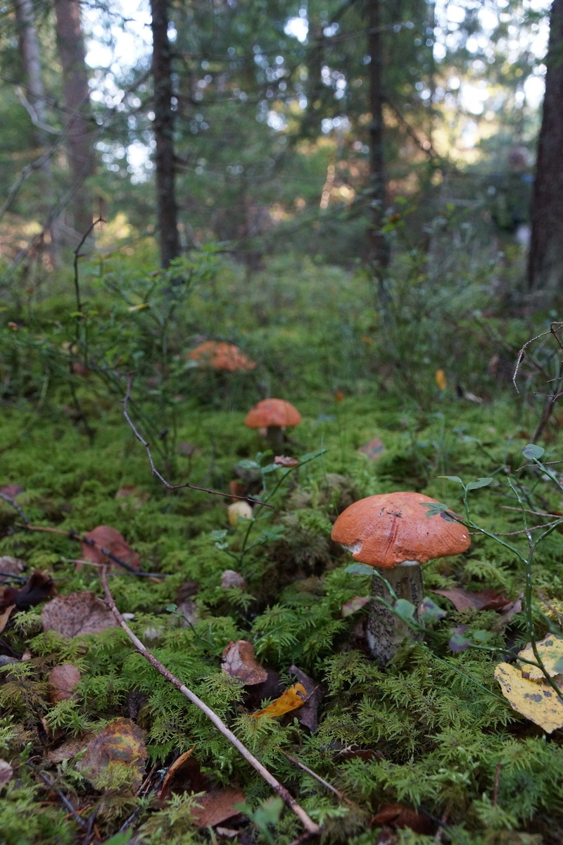 Leccinum