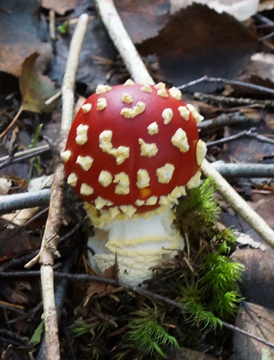 A. muscaria