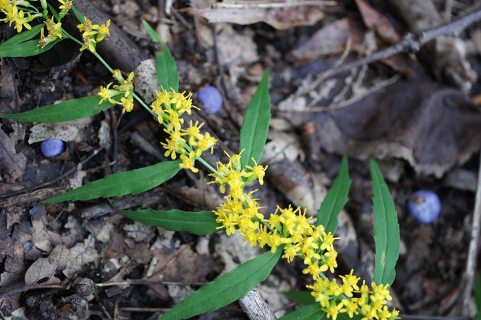 purple fungus, yellow flower