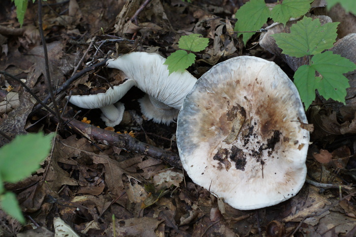 big gray fungus