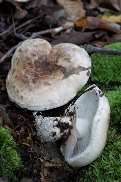 big gray (brown) fungus