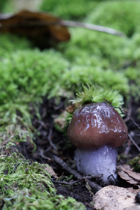 cortinarius button