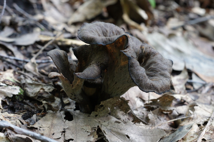 black chanterelles