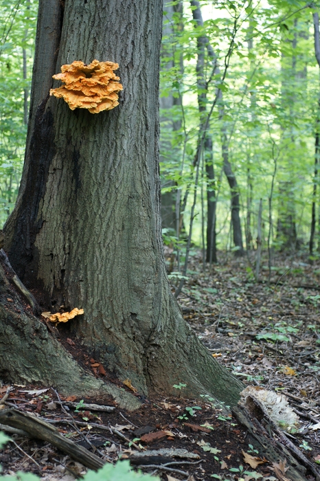 L. sulfurous and G. frondosa