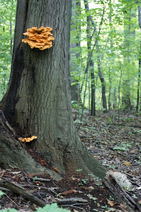 L. sulfurous and G. frondosa