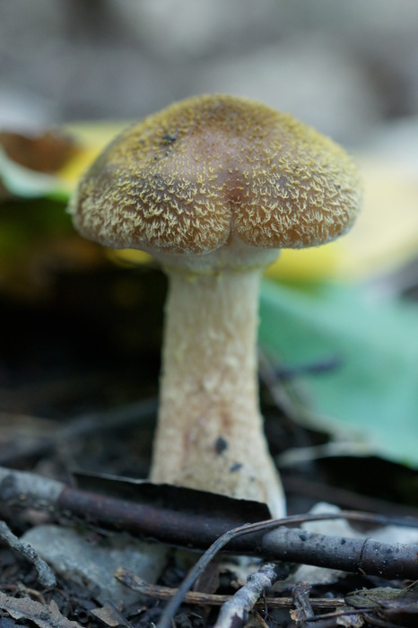 Cortinarius?