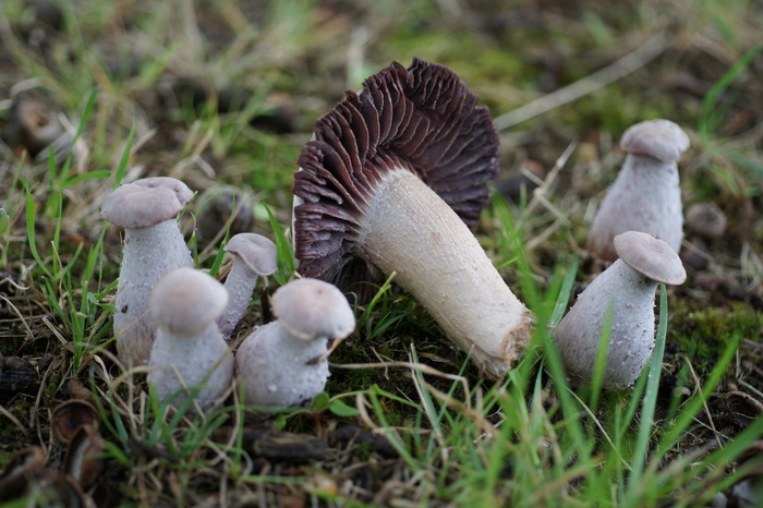 Laccaria ochropurpurea