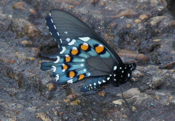 Battus philenor underwing